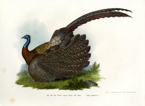 Faisán Argus, 1864 de German School